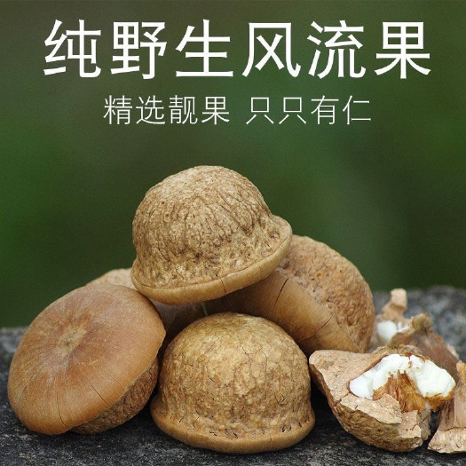 亳州风流果，厚鳞柯，壮-阳果，补-肾果，益肾子