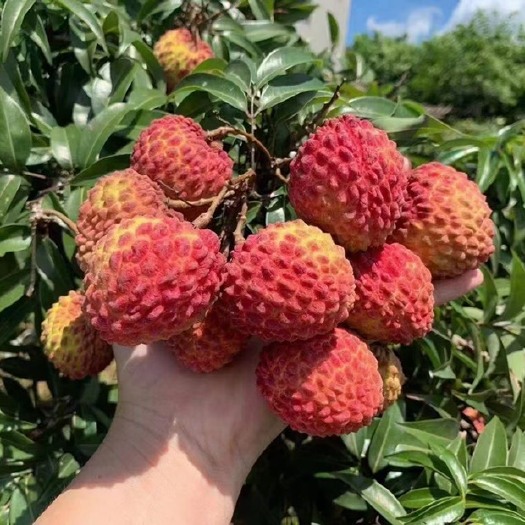 海口海口永兴火山荔枝王支持一件代发，自家果园，支持看货，欢迎合作