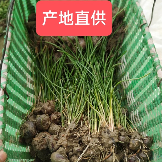 荸荠马蹄苗