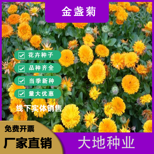 灌云县金盏菊种子，金盏菊花种子，花海，景观，绿化，花卉种子批发种