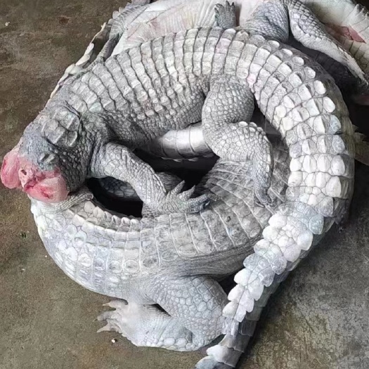 广州本公司销售鳄鱼肉（活体），鲈鱼柳，甲鱼（量大从优），牛蛙。