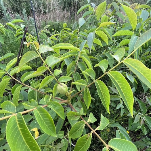 昭通嫁接核桃袋苗18袋
