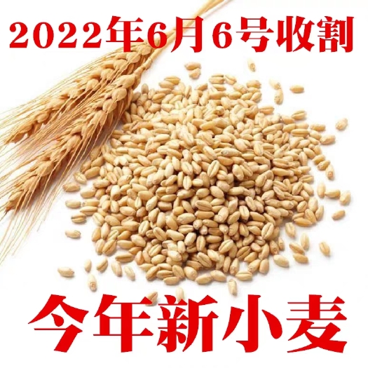 石家庄小麦粒优质食用农家山东种干麦子粒发芽麦芽糖猫草榨汁酿酒种籽仁