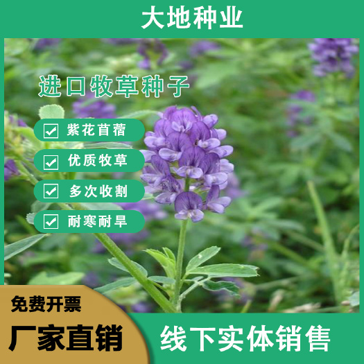灌云县紫花苜蓿种子多年生四季牧草生长快速养殖苜蓿种子牧草种子批发
