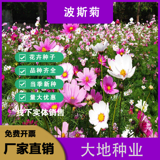 波斯菊种子  波斯菊花种子格桑花种子景观花海绿化庭院易活易种