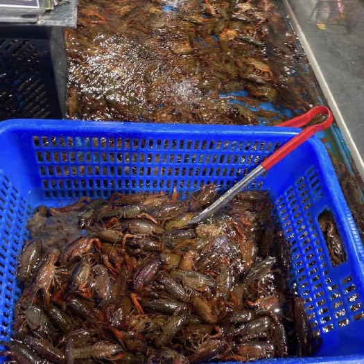 沅江市湖南沅江小龙虾，基地直销发，一手货源，各种规格品种齐全，