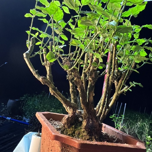 横州市茉莉花老桩