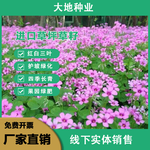 灌云县三叶草种子红白三叶种子花海景观护坡园林绿化种子绿肥种子批发种