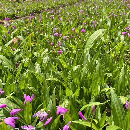 文山市紫花白芨苗