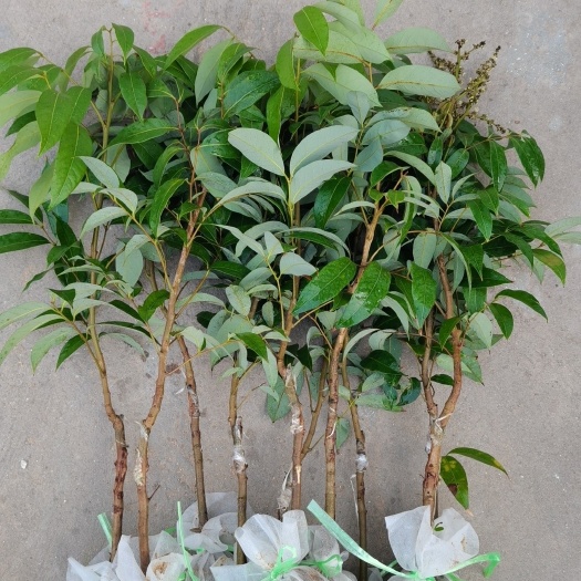高州市香蜜早荔枝苗