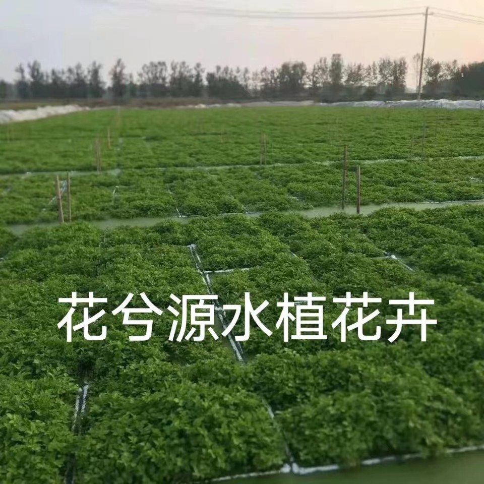 南京水生蔬菜苗水芹菜苗水生植物易种好活阳台庭院水塘边种的水芹菜种