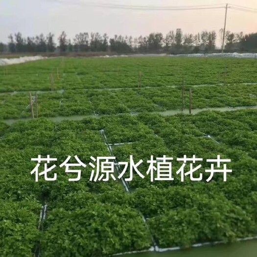南京水生蔬菜苗水芹菜苗水生植物易种好活阳台庭院水塘边种的水芹菜种