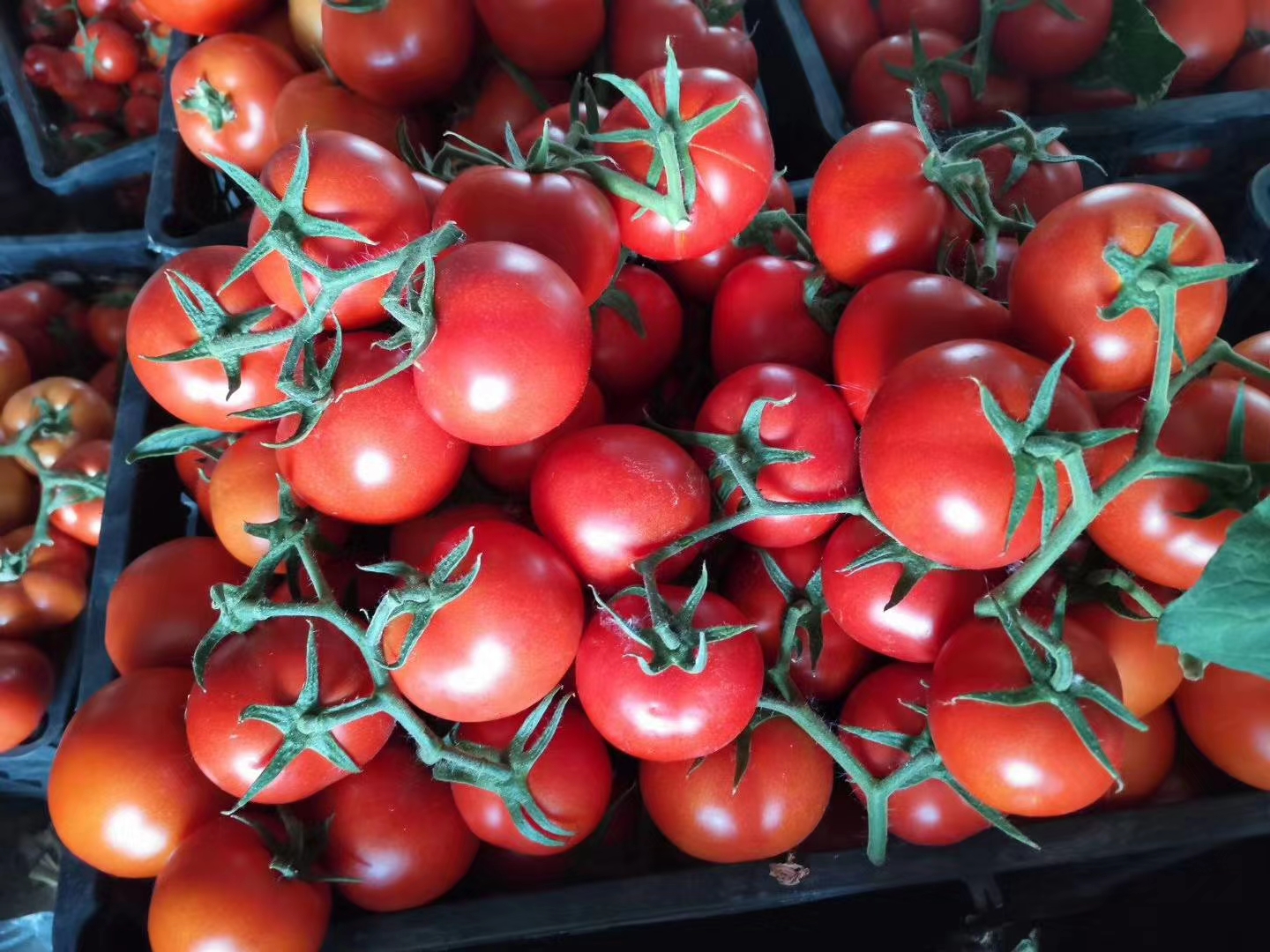 安徽精品大红串果