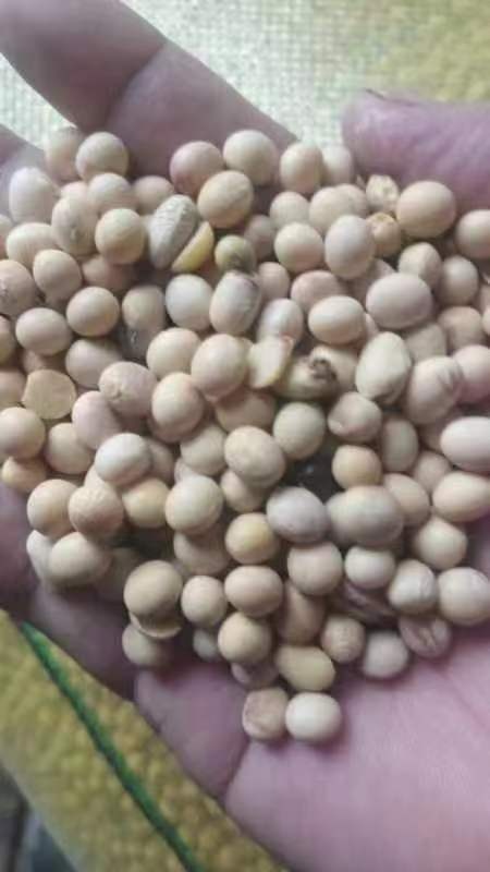 钟祥市黄豆，菜籽，小麦等