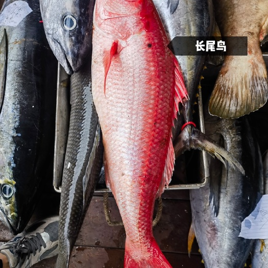 中山市长尾鸟 ：肉质结实，鱼腹肥大有弹性，富含丰富脂肪，肉质柔嫩