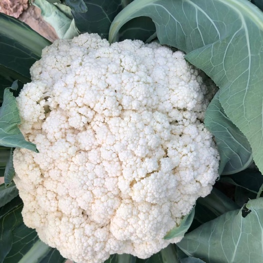 邯郸河北散花精品散花大量有货  产地直供一手货源 代发全国欢迎联
