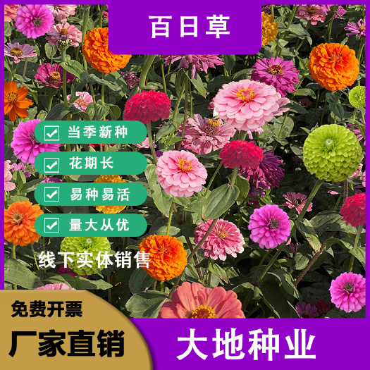 百日草种子  百日草花种子混色单色百日菊易活花籽四季开花庭院