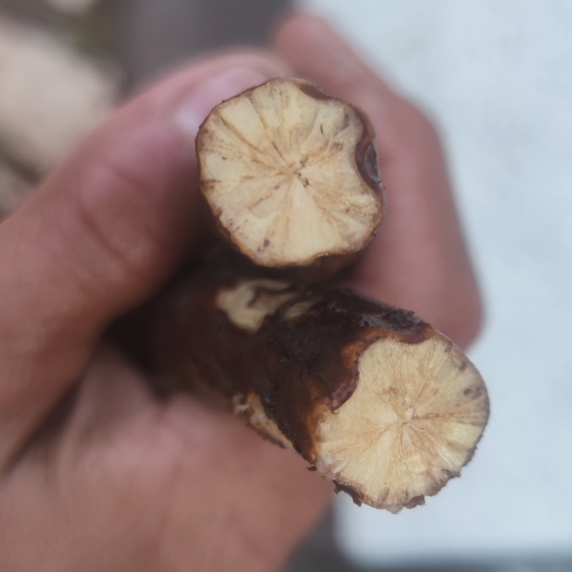 郏县木防己 自挖防己