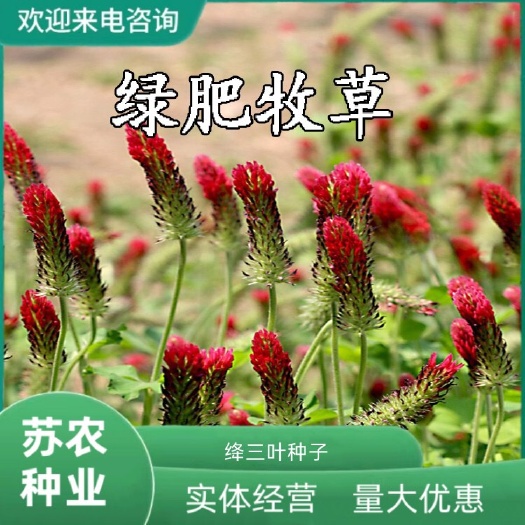 沭阳县果园绿肥种子 地中海三叶草 绛三叶 果园 花卉蜜源