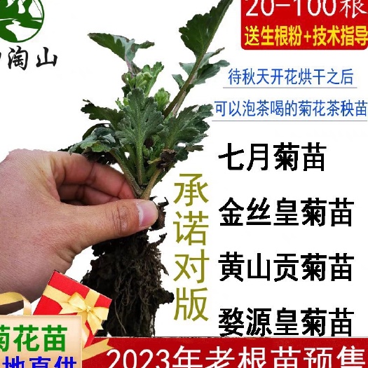 绩溪县2023年菊花苗老根苗金丝皇菊苗黄山贡菊苗