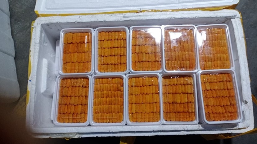 大连海胆马粪海胆手工海胆