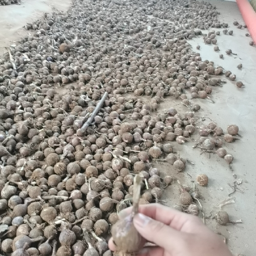 中牟县中牟独头蒜
