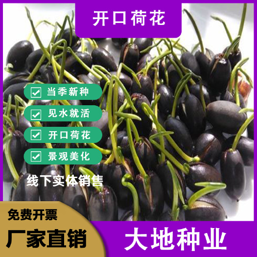 荷花种子，睡莲种节，开口莲子，大田池塘观赏莲藕种苗种子批发