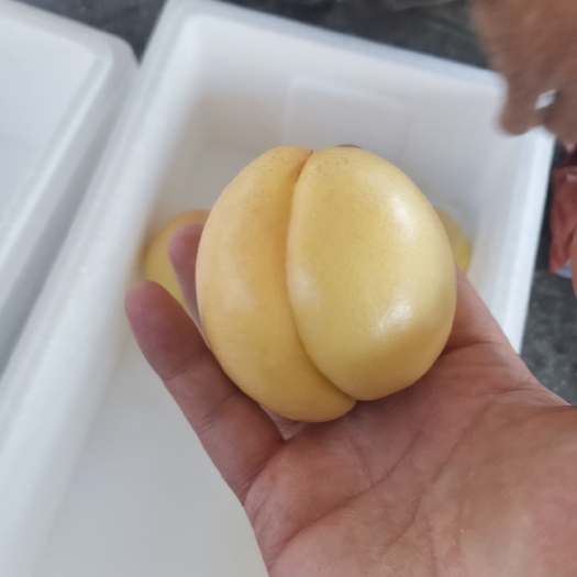 平邑县套袋油桃