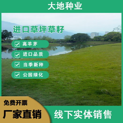 高羊茅种子，高羊茅草籽冷季型草坪籽高羊茅护坡绿化草坪种子批