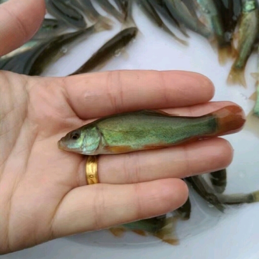 重庆市丁桂鱼苗