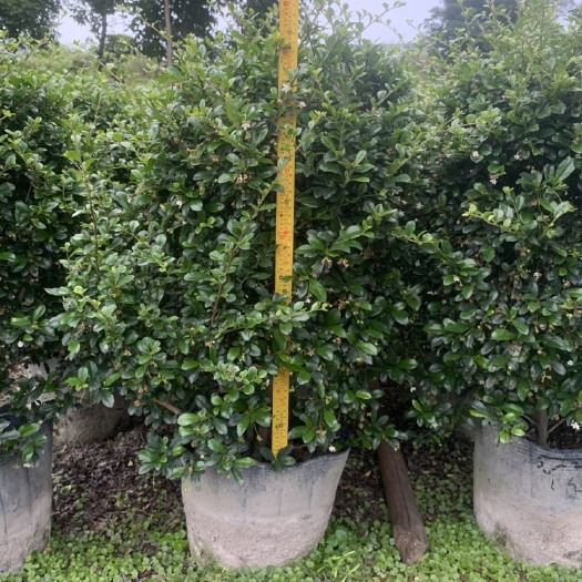 普宁市基及树盆景四季常青猫仔树开花造型绿植福建茶球型植物绿化
