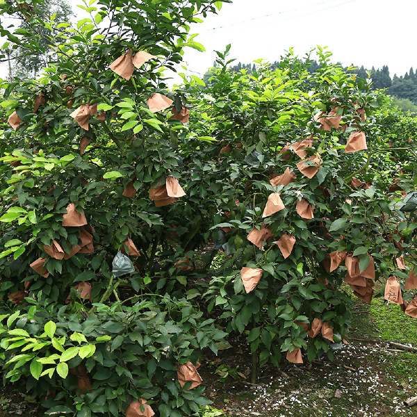 产地直供四川安岳黄柠檬新鲜整箱当季水果精选皮薄甜多汁柠檬