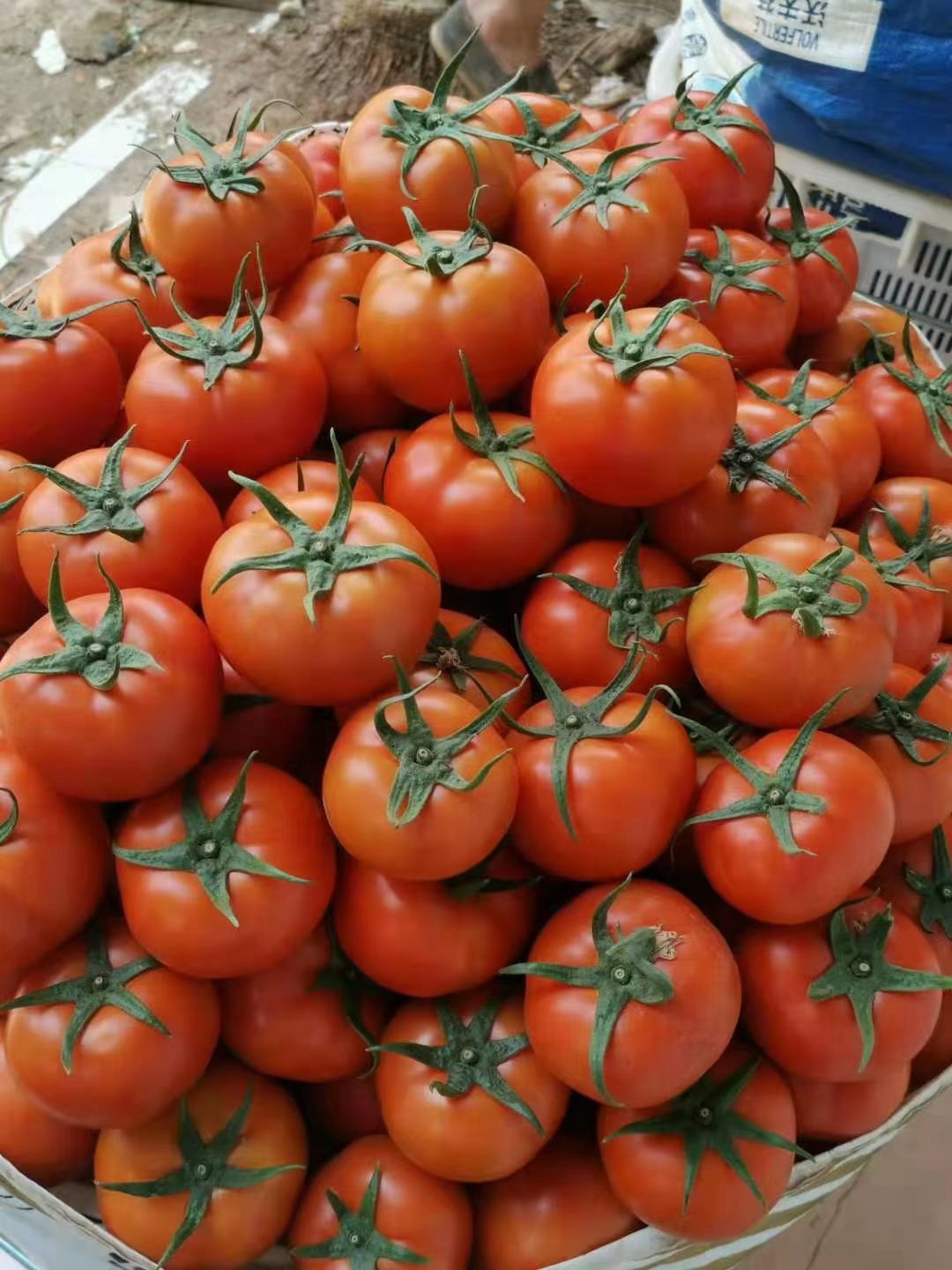 安徽精品大红串果