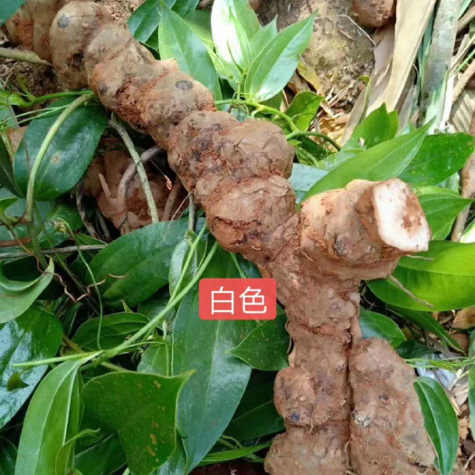 紫云县贵州深山白肉土茯苓 鲜货现挖现发