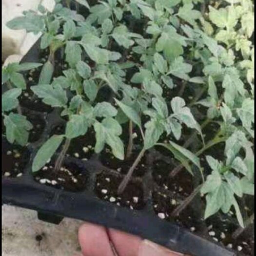 武山县西红柿苗有各种蔬菜苗