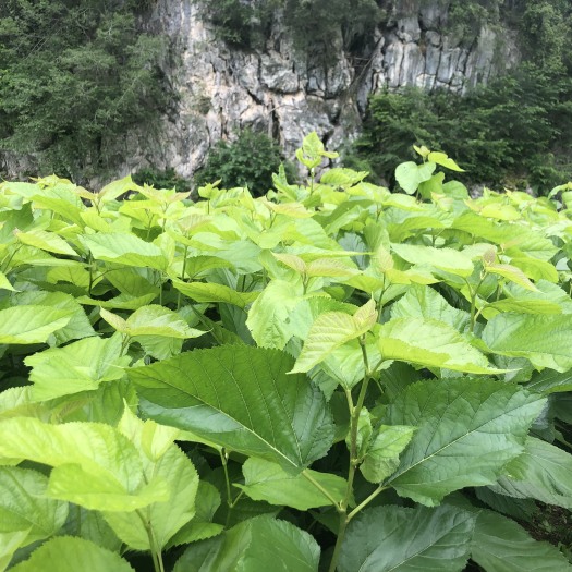 河池桑苗（油桑）