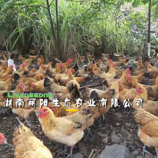 衡阳脱温青脚土鸡苗一月龄半大鸡苗另有黄土鸡五黑鸡乌鸡包疫苗到位