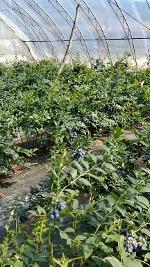 莱格西蓝莓大量上市