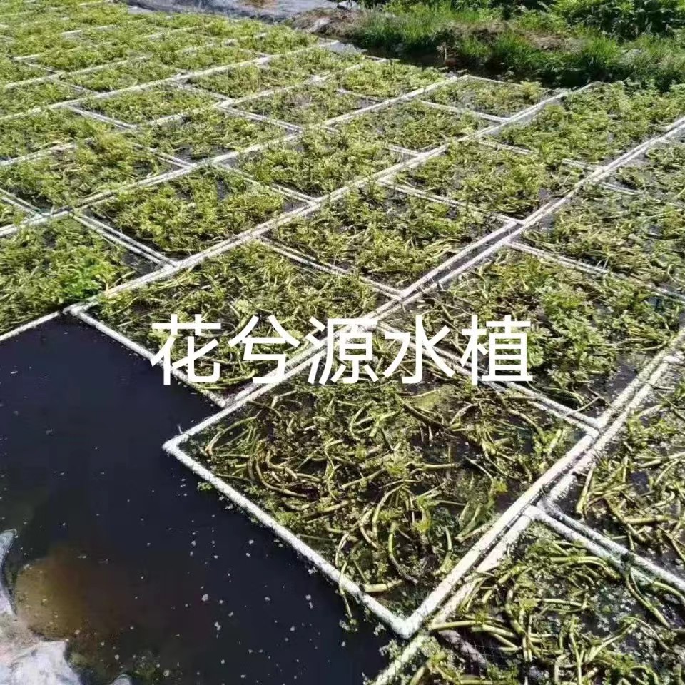 水生蔬菜苗水芹菜苗水生植物易种好活阳台庭院水塘边种的水芹菜种