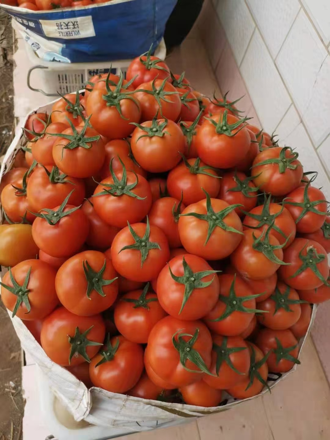 安徽精品大红串果