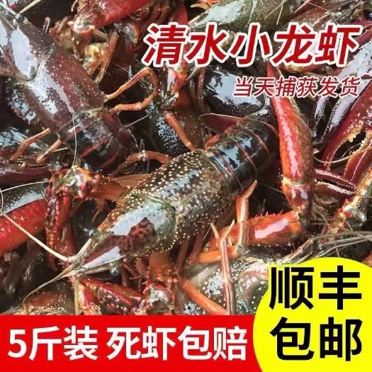 益阳小龙虾