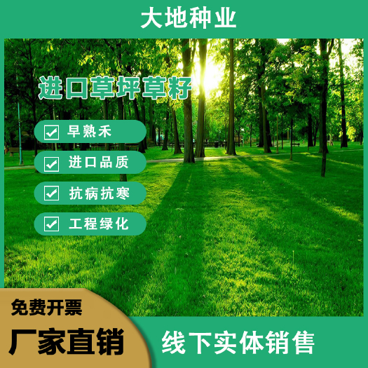 早熟禾种子 矮生早熟禾草坪种子包衣净籽庭院绿化别墅护坡草子草
