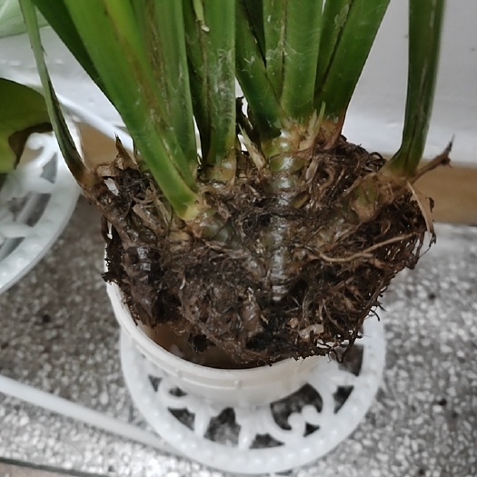普宁市有大量石菖蒲，统货(湿)，苗(10斤以内不包邮)