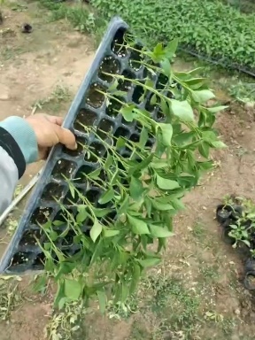 螺丝椒 8～10片真叶