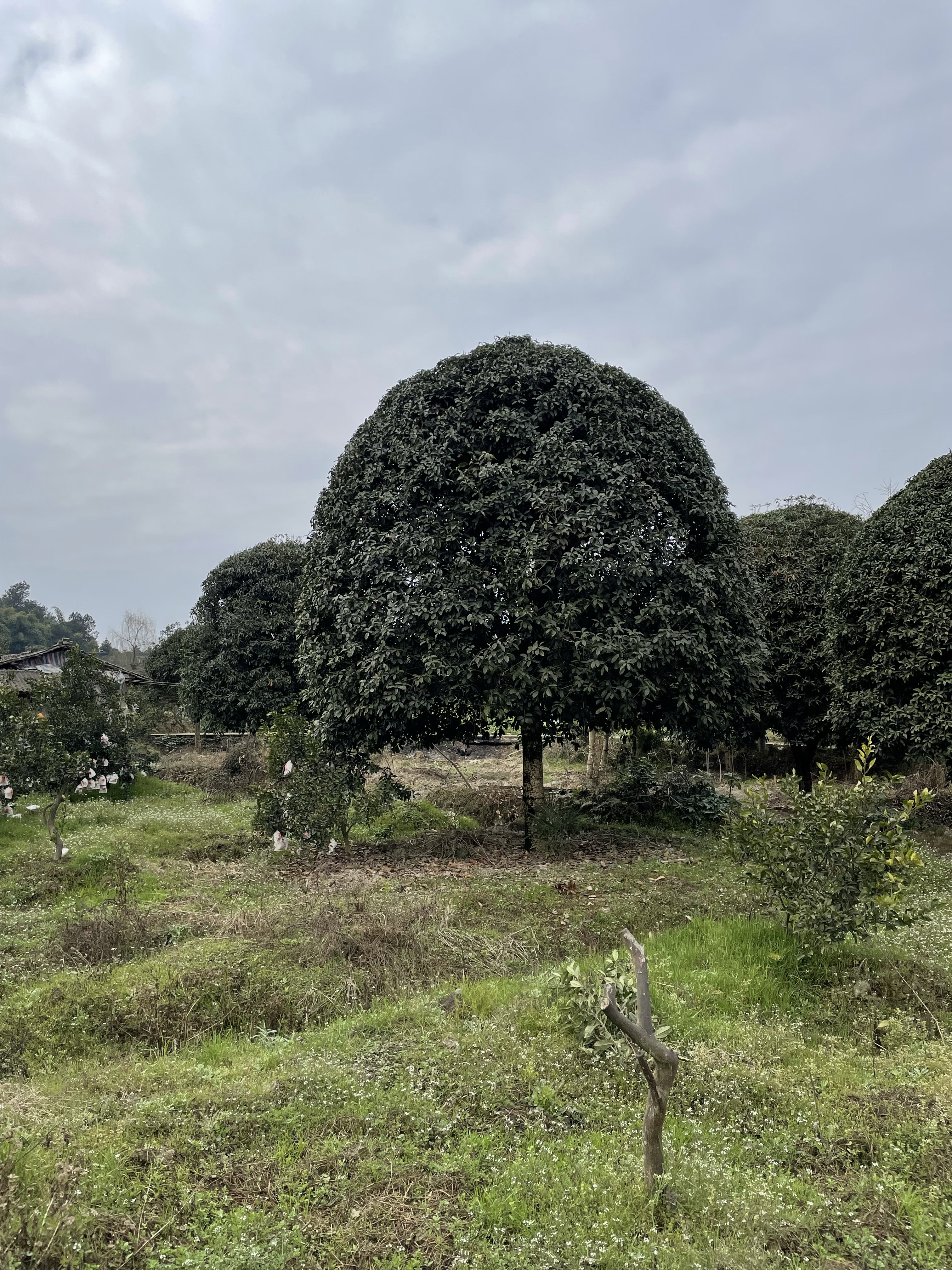 15公分桂花树 桂花