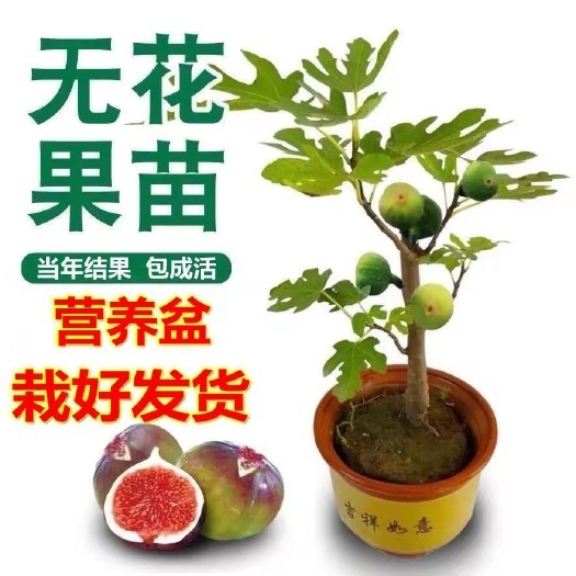 平邑县无花果树苗 地栽庭院特大耐寒盆栽阳台波姬红当年结果南北方种植