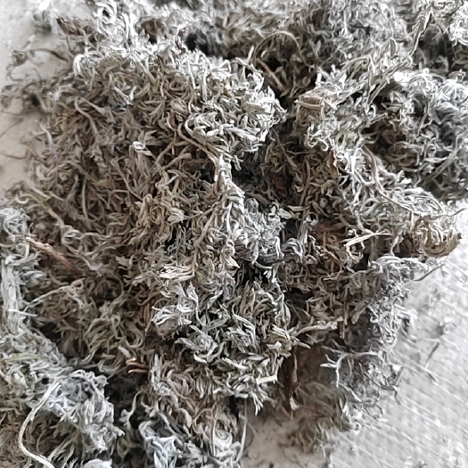 庆阳茵陈（前期货）