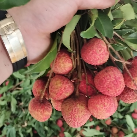 博罗县小陈新鲜荔枝园