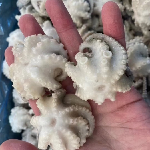 连云港盐揉八爪鱼全规格3个规格