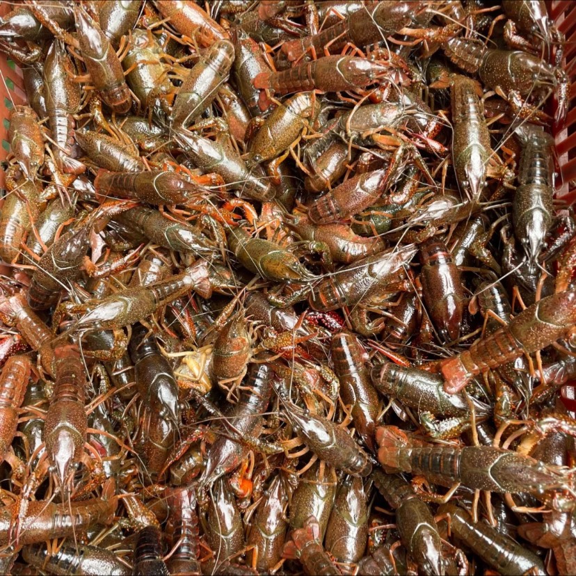 潜江市湖北清水小龙虾肉质饱满活鲜产地直发底板干净规格硬齐全餐饮一手